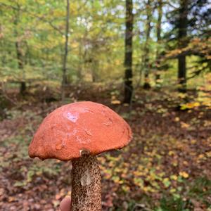 Orange Birch Bolete