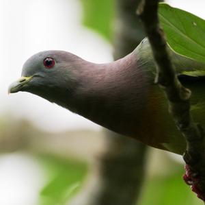 Pink-necked Green-pigeon