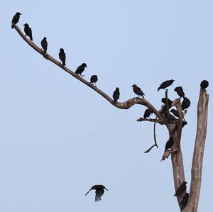 Common Starling