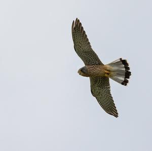 Common Kestrel