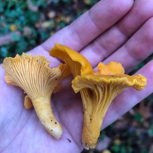 Chanterelle, Common