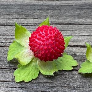 Unknown Species