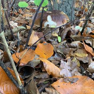 King Bolete