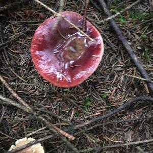 Shellfish-scented Russula