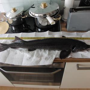 Sterlet sturgeon