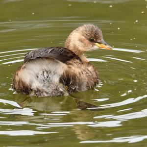 Little Grebe