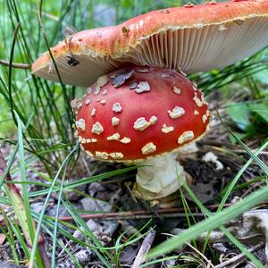 Fly Agaric