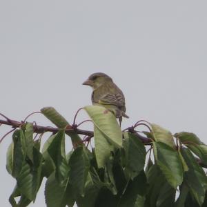 European Greenfinch