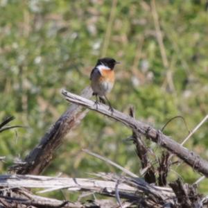 European stonechat