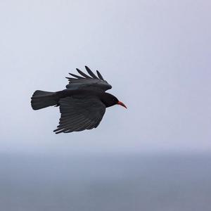 Red-billed Chough