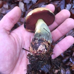 Dotted-stem Bolete