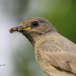 Black Redstart