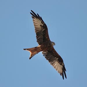 Red Kite