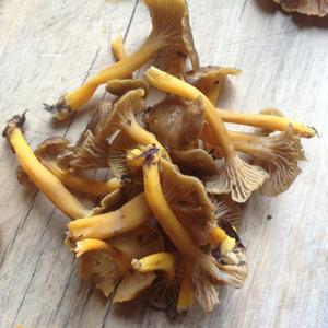 Trumpet Chanterelle