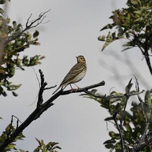 Tree Pipit