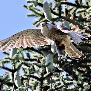 Common Kestrel