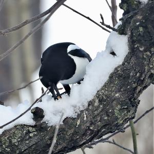 Black-billed Magpie