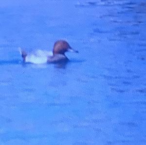 Common Pochard