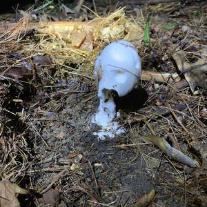 Destroying Angel