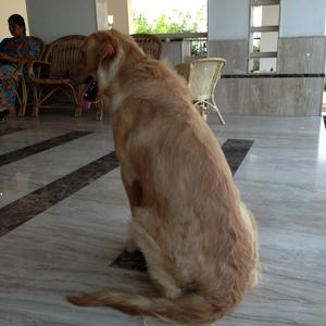 Retriever (Golden)