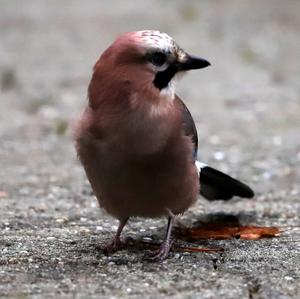 Eurasian Jay