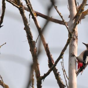 Great Spotted Woodpecker