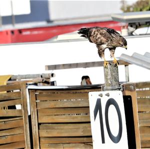 Common Buzzard