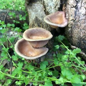 Oyster Mushroom