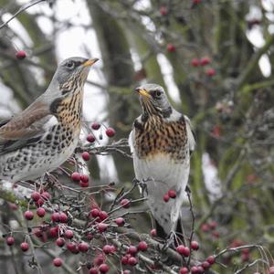 Fieldfare