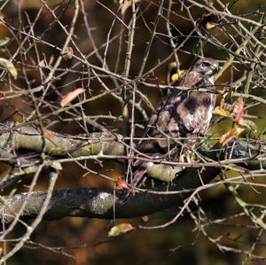 Mäusebussard