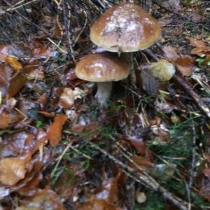 Summer Bolete