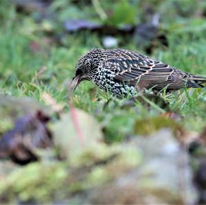 Common Starling