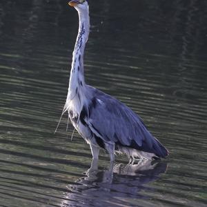 Grey Heron