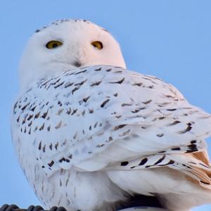 Snowy Owl