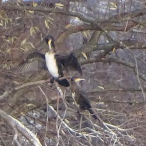 Great Cormorant