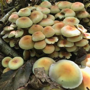 Sulfur Tuft