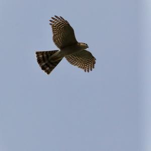 Eurasian Sparrowhawk