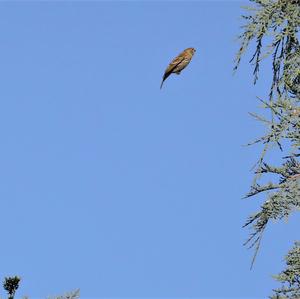 European Serin