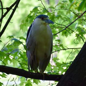 Black-crowned Night-heron