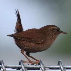 Winter Wren