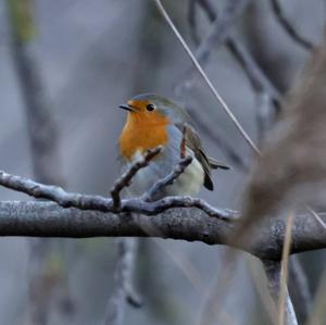 European Robin