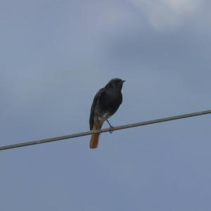 Black Redstart