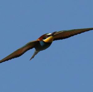 European Bee-eater