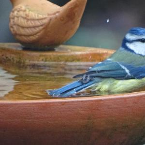 Blue Tit