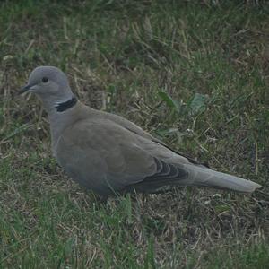 Eurasian Collared-dove