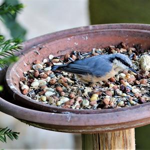 Wood Nuthatch