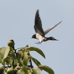 Barn Swallow