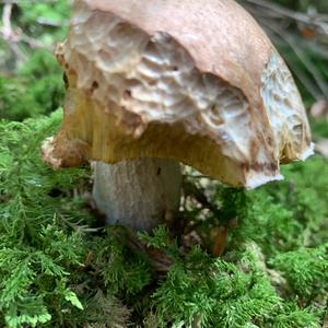 King Bolete