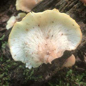 Oyster Mushroom