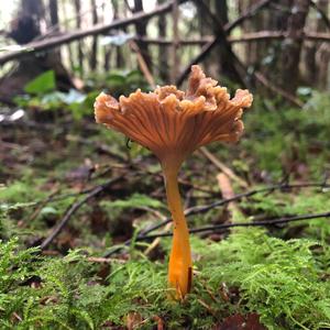 Trumpet Chanterelle